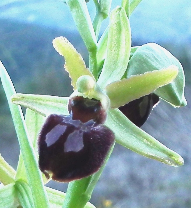 Ophris sphegodes subsp. garganica?